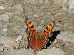 Can anyone tell me what kind of butterfly or moth this is?