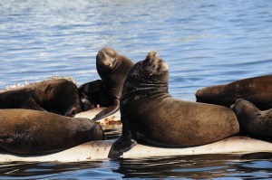 Cool sea lions!