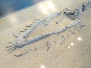 Some of the actual elasmosaur bones that were discovered along the Puntledge River.