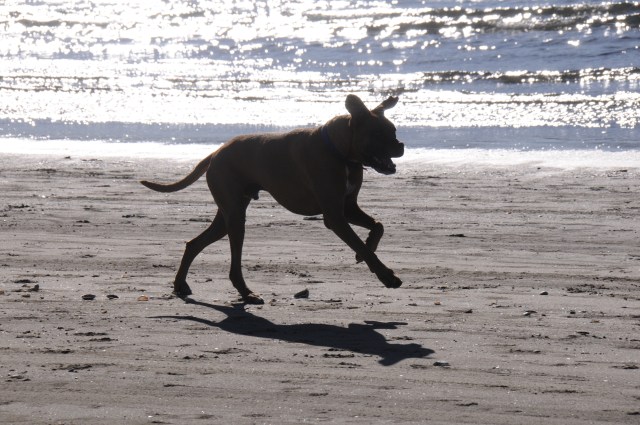 Rio practically prances along the water line.